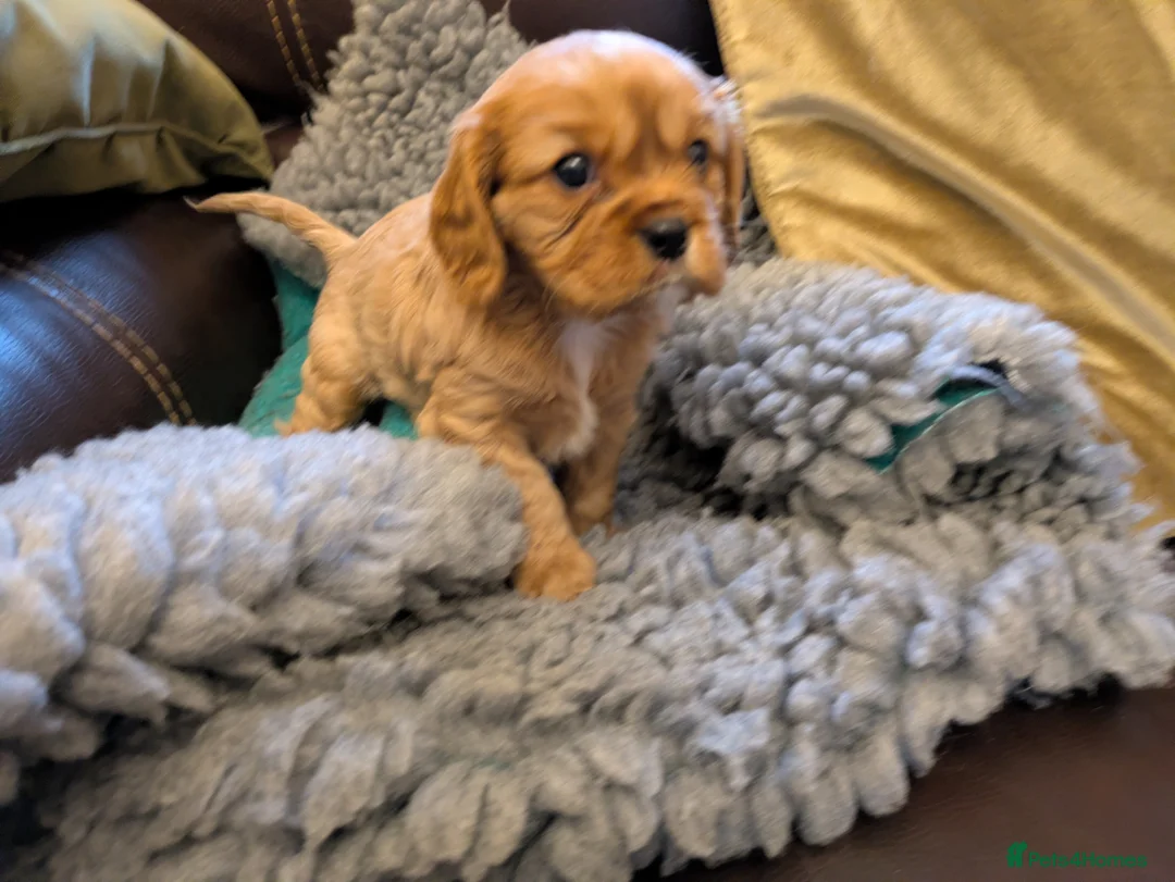 Cavalier King Charles Spaniel dogs for sale: KC Reg Cavalier King Charles pups in Milford Haven - Advert 4