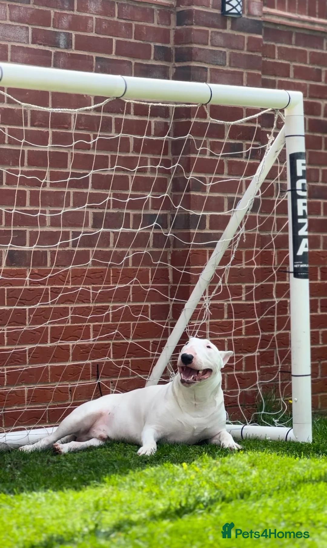 English Bull Terrier dogs for stud: English Bull Terrier  - Advert 2