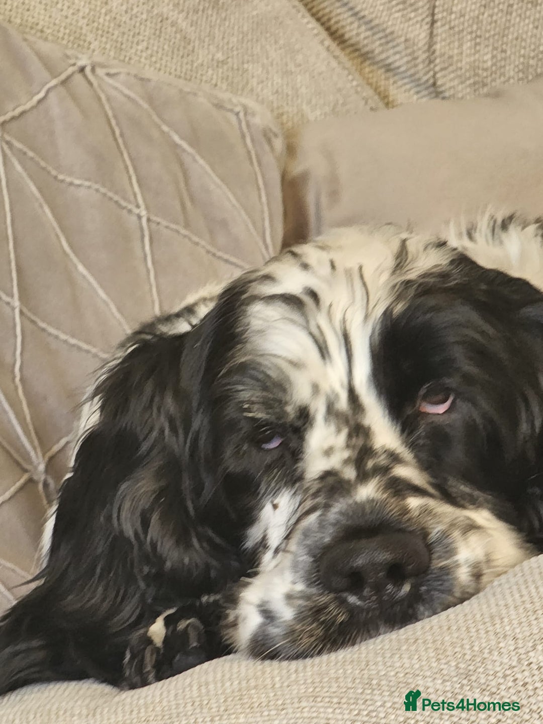 Cocker Spaniel dogs for stud: Beautiful show cocker stud £250 - Image 5