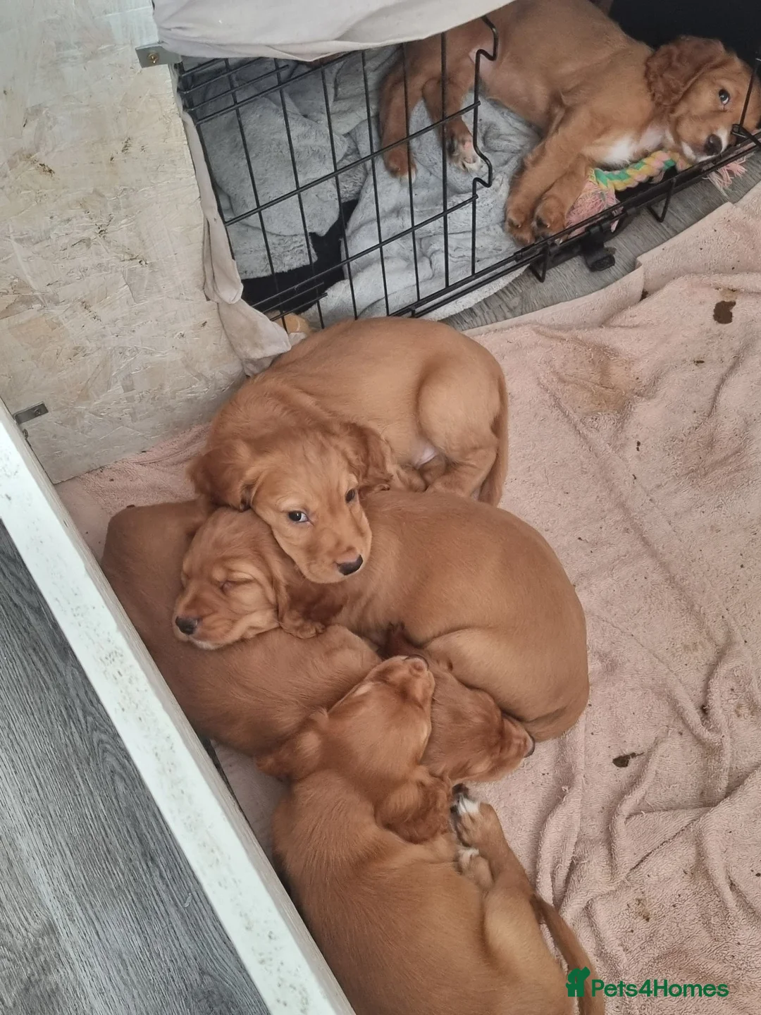 Cocker Spaniel dogs for sale: Cocker spaniel pups - Advert 11