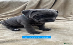Staffordshire Bull Terrier dogs for sale: Orange Collar Puppy  - KC registered Blue ‘Bullscaff Pharaon’ Staffy Boy - Image 22
