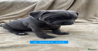 Staffordshire Bull Terrier dogs in Wellingborough - Advert 5