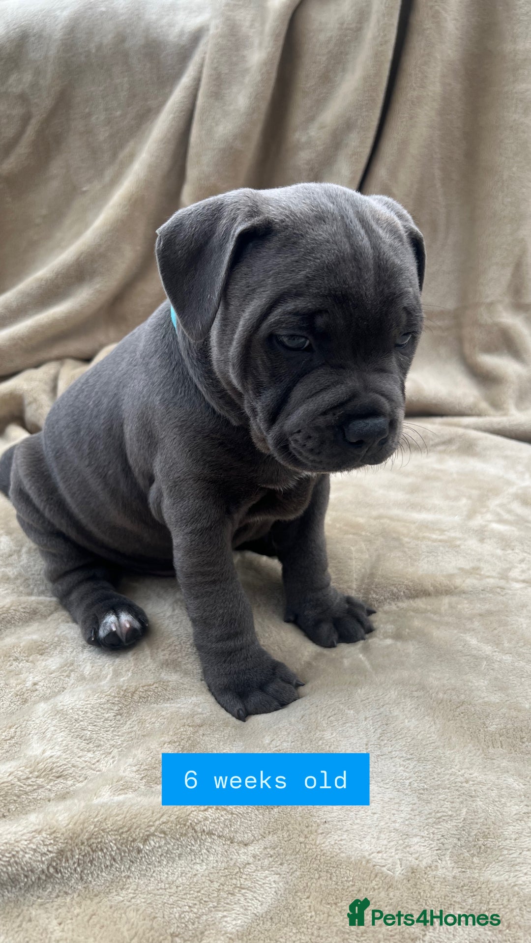 Staffordshire Bull Terrier dogs for sale: Orange Collar Puppy  - KC registered Blue ‘Bullscaff Pharaon’ Staffy Boy - Image 22