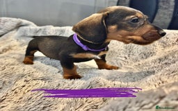 Dachshund dogs for sale: wirehaired dachshunds (teckels) - Image 14