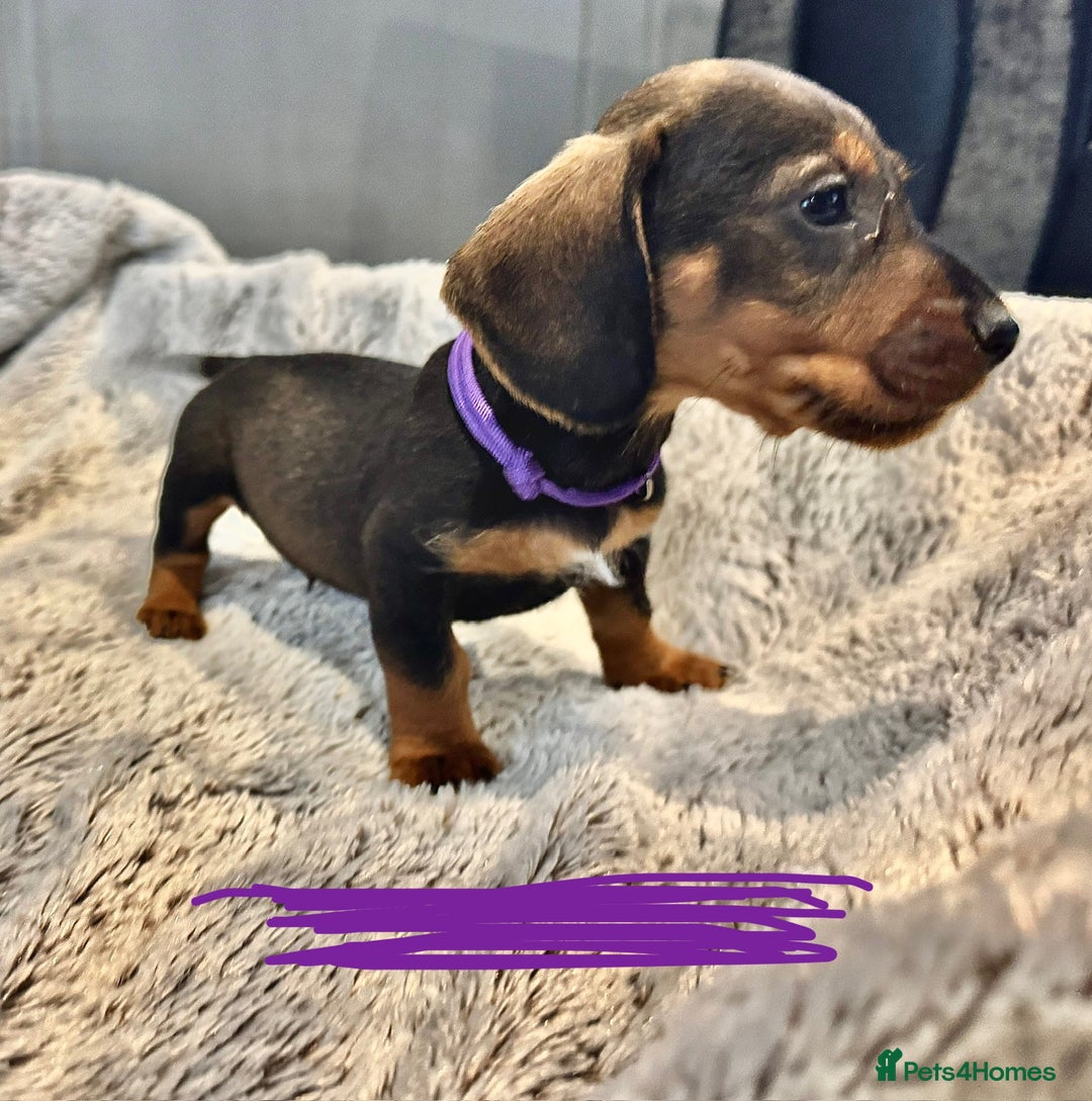 Dachshund dogs for sale: wirehaired dachshunds (teckels) - Image 14