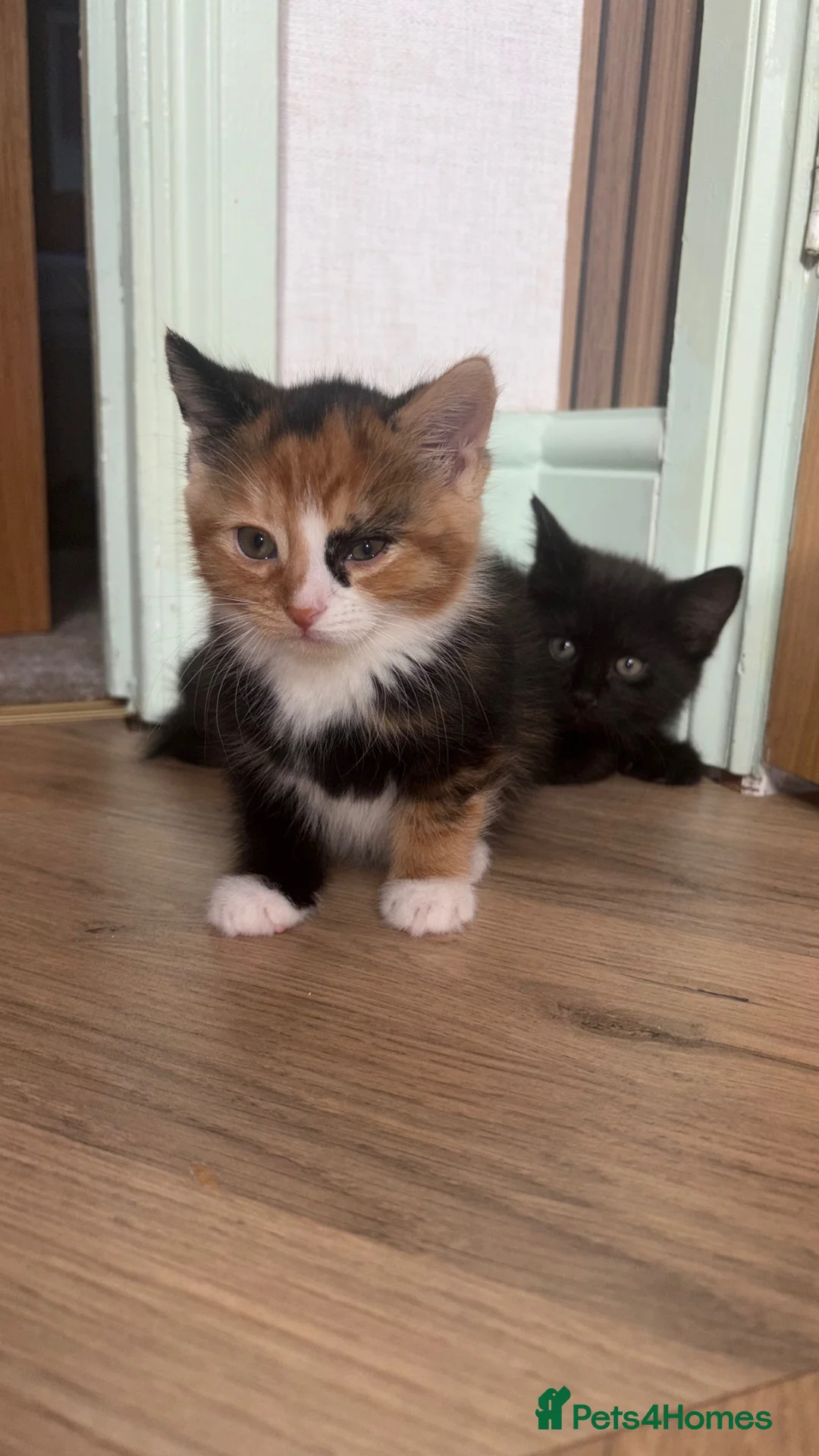 Mixed Breed cats for sale: Beautiful Calico Kitten  - Advert 2