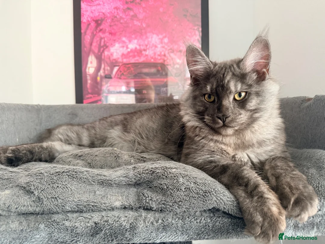 Maine Coon cats for sale: 3 stunning TICA Boys - Advert 17