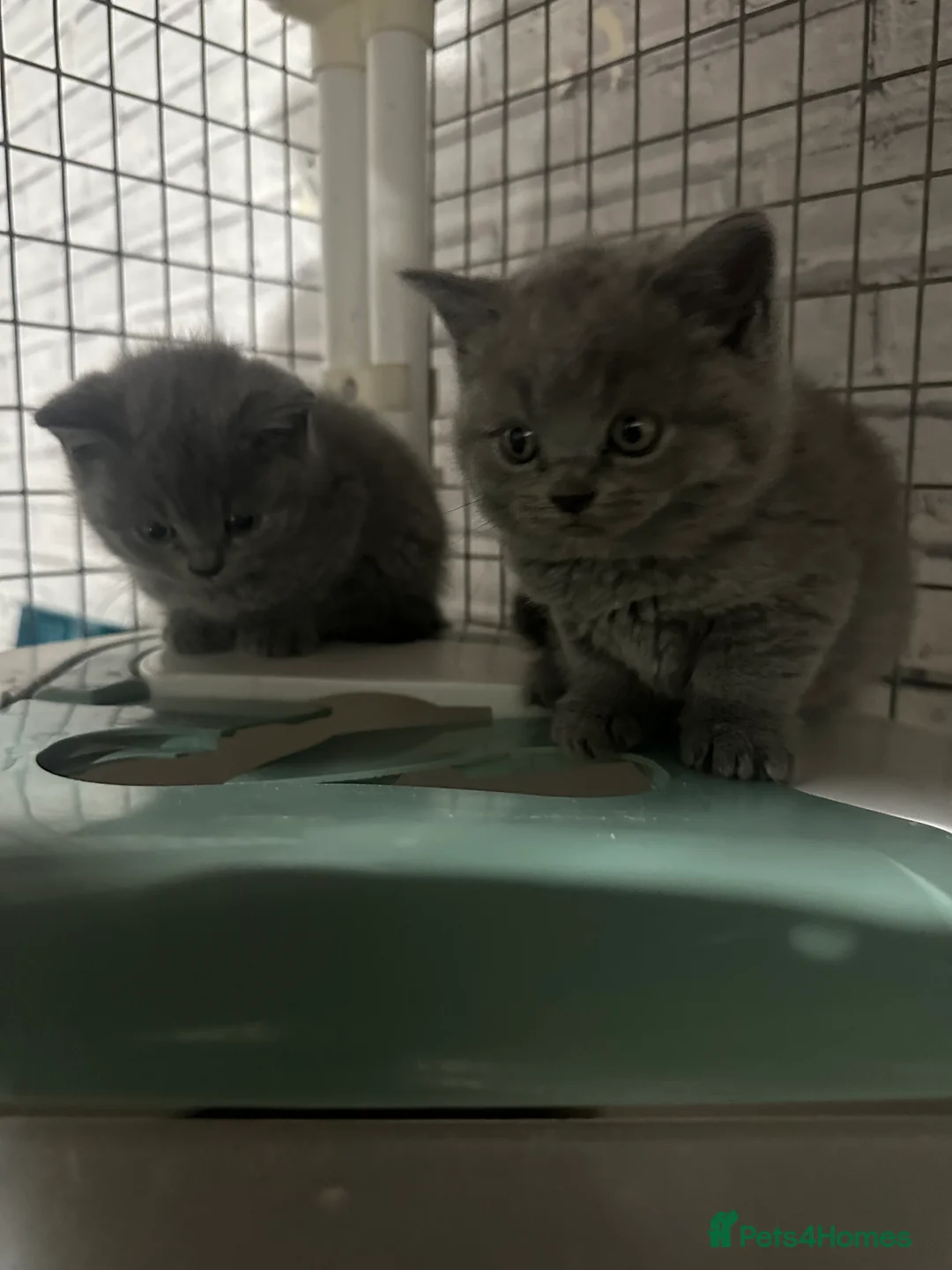 British Shorthair cats for sale: British shorthair blue kittens champion pedigree - Advert 3