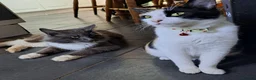 Mixed Breed cats for sale: 3 Beautiful Maine CoonXCalaco Kittens 1 Boy 2 Girl in Bridgnorth - Advert 1