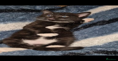 Mixed Breed cats - Advert 3