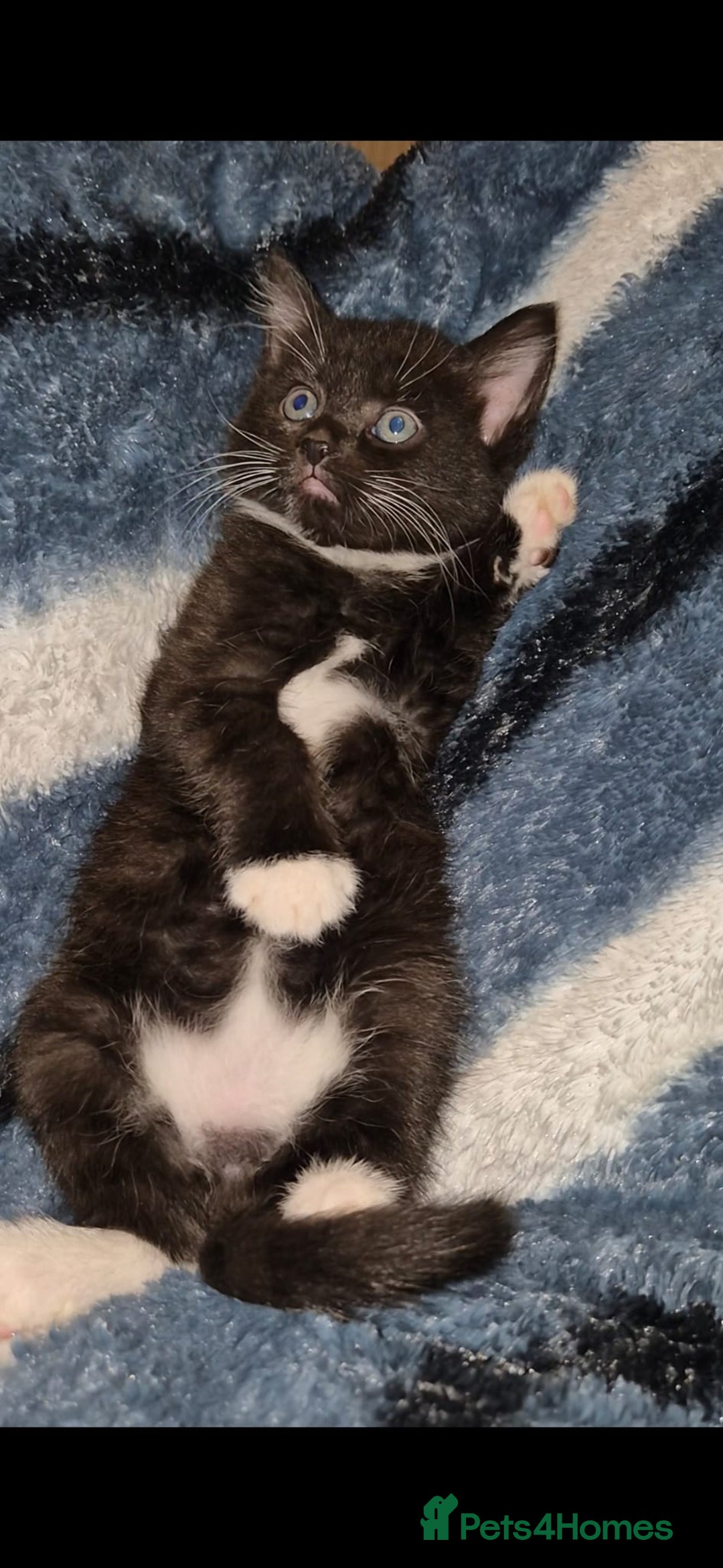 Mixed Breed cats for sale: Kittens for sale  - Image 2