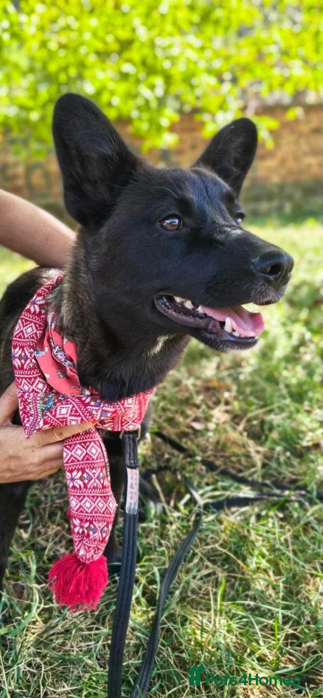 Mixed Breed dogs for adoption: ATHENA -clever/loving/happy/loves dogs/playful  in Abingdon - Advert 12