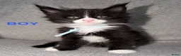 Maine Coon cats for sale: 🐾BEAUTIFUL MAINECOON KITTENS😻 3 BOYS & 2 GIRLS🐾 - Advert 7