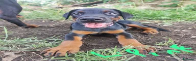 Dobermann 7