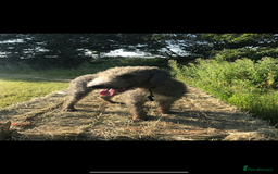 Bedlington Terrier dogs for stud: Bedlington terrier for std in Barnsley - Image 1