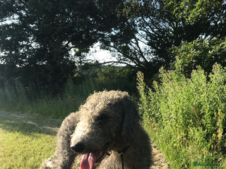 Bedlington Terrier dogs Bedlington terrier for std in Barnsley - Advert 2