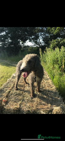 Bedlington Terrier dogs Bedlington terrier for std in Barnsley - Advert 2