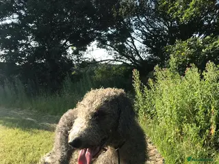 Bedlington Terrier dogs Bedlington terrier for std in Barnsley - Advert 5