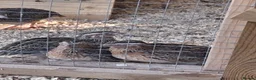 Quail poultry for sale: Coturnix Quail - Females and Males for sale - Advert 4