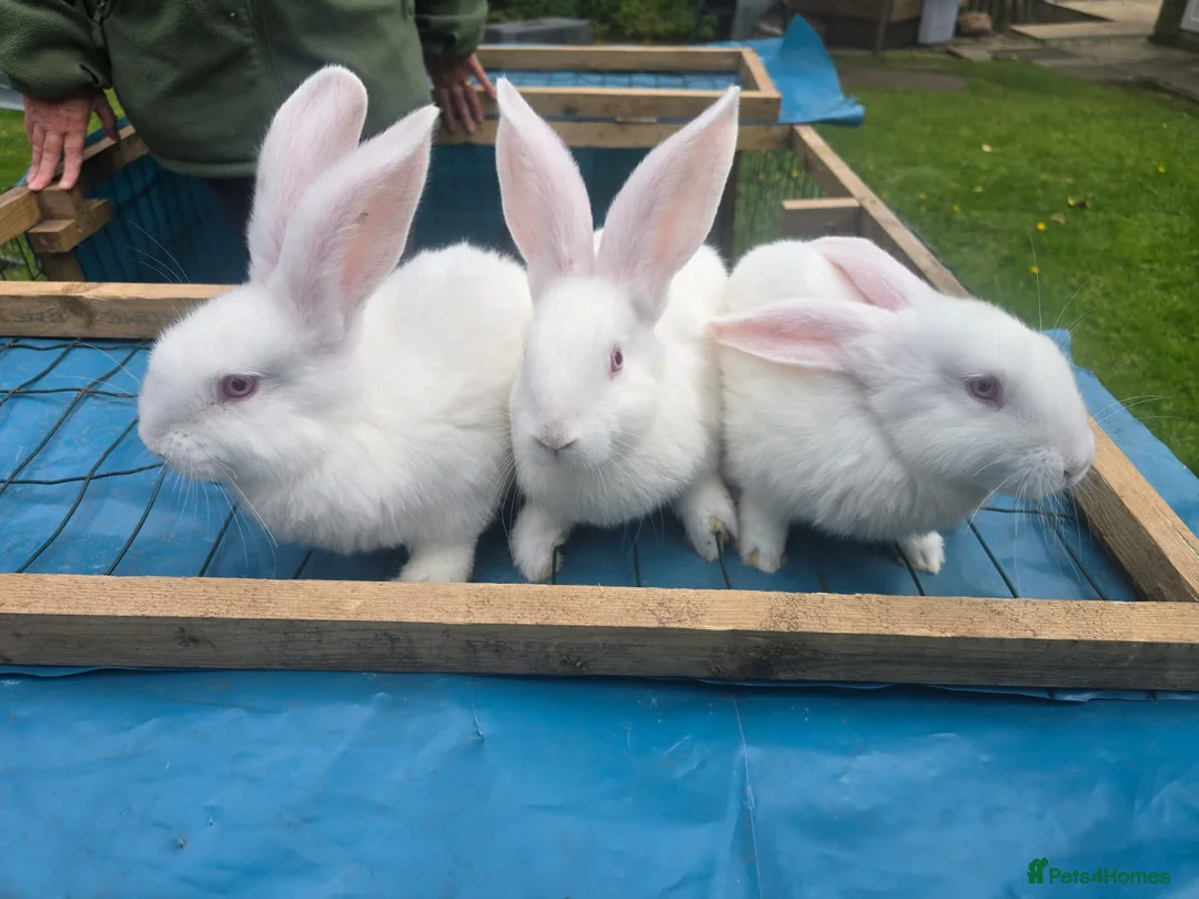 Continental Giant rabbits for sale: Baby giant rabbits - Advert 2