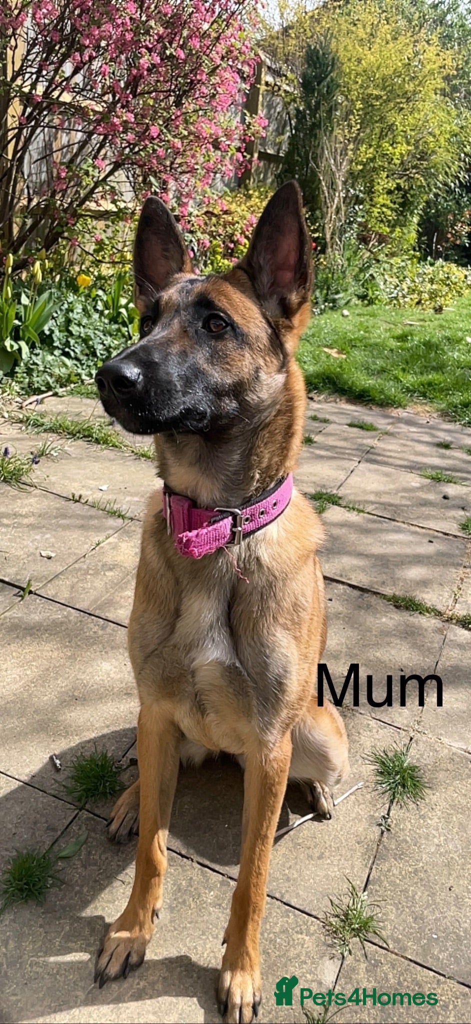 Belgian Shepherd Dog dogs Solid confident pups ready to go   - Advert 2