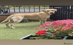 Labrador Retriever dogs for stud: 🌟 Kennel Club Registered Proven Labrador Stud 🌟 in Dundee - Image 22
