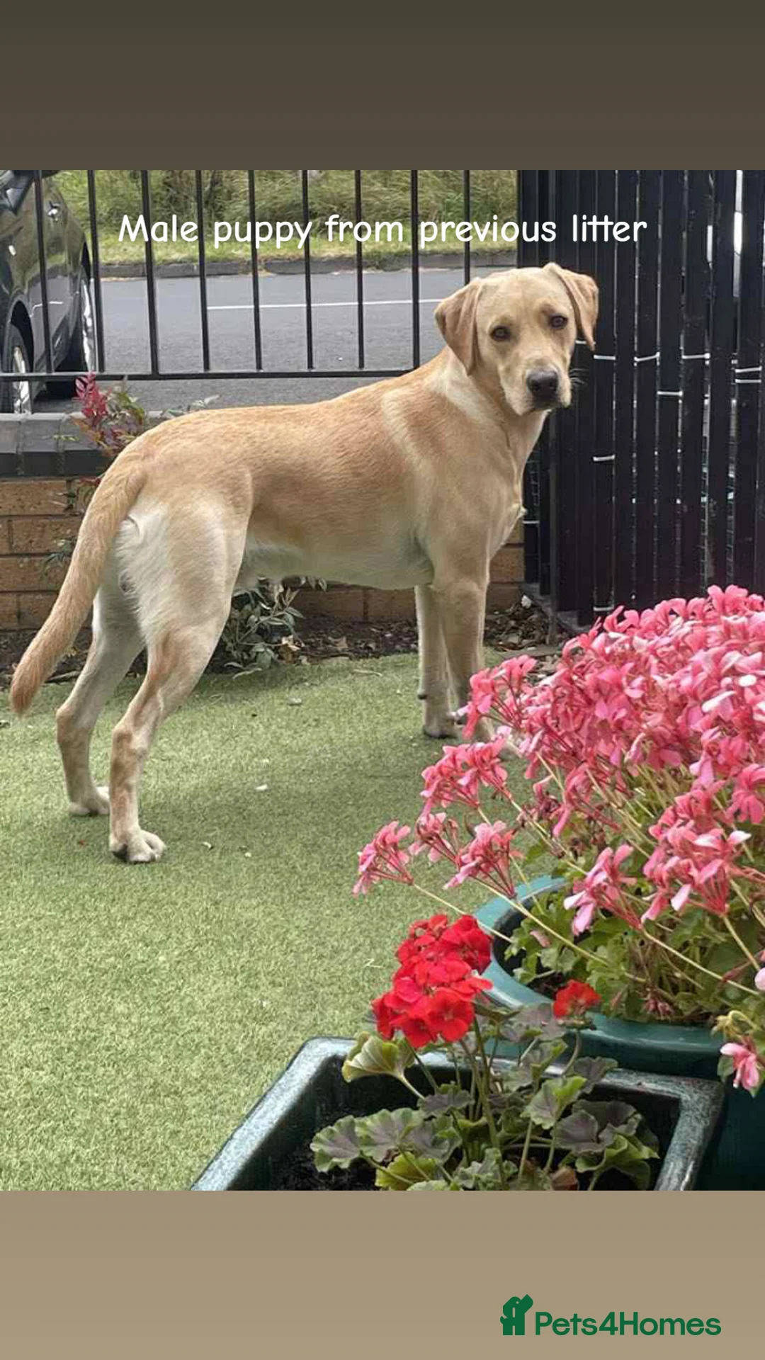 Labrador Retriever dogs for stud: 🌟 Kennel Club Registered Proven Labrador Stud 🌟 in Dundee - Advert 22