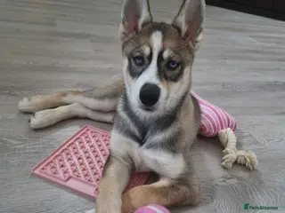 Siberian Husky dogs Rare Grey Agouti siberian husky 💖 fully insured - Advert 18