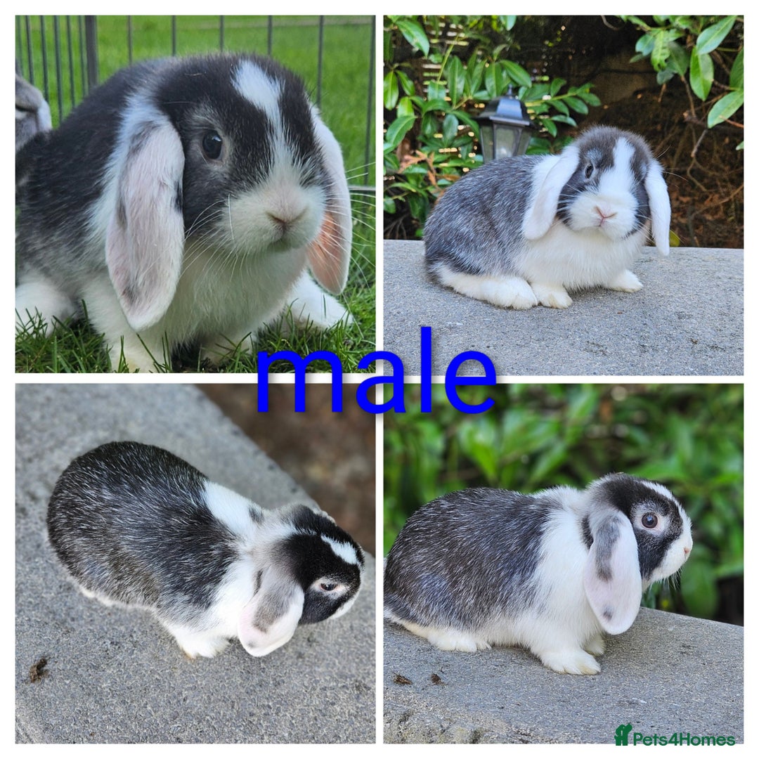 Mini Lop rabbits for sale: Gorgeous baby mini lop with butterfly print  - Image 2
