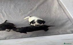 Cocker Spaniel dogs for sale: Show cocker spaniel puppies - Image 12