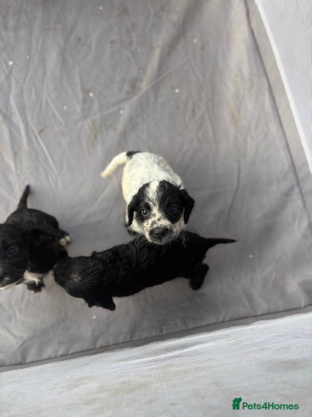 Cocker Spaniel dogs for sale: Show cocker spaniel puppies - Image 12