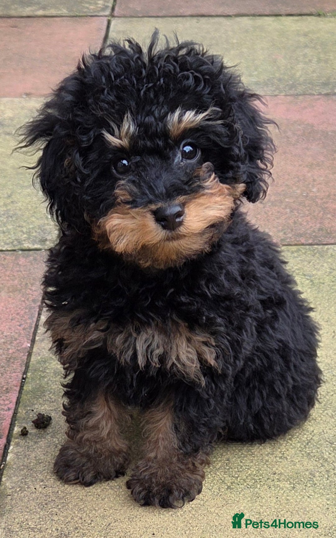 Toy Poodle dogs for sale: KC reg male phantom toy poodle - Advert 6