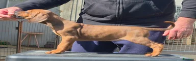 Rhodesian Ridgeback Puppy 7