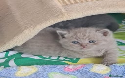 British Shorthair cats for sale: ⚜️British ShortHair Blue &Lilac kittens ⚜️GCCF ⚜️ - Image 4