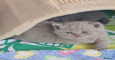 British Shorthair cats - Advert 12