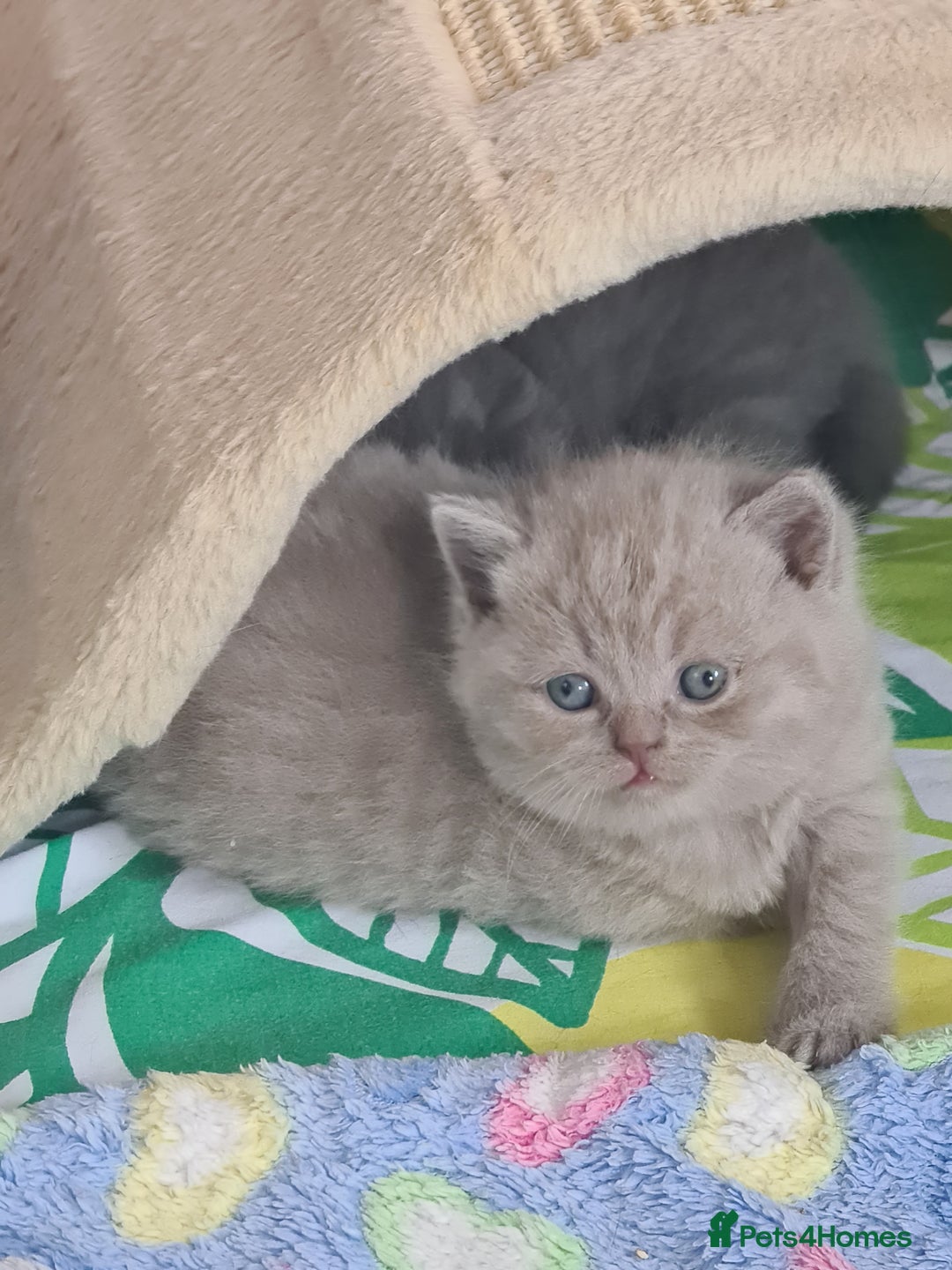 British Shorthair cats for sale: ⚜️British ShortHair Blue &Lilac kittens ⚜️GCCF ⚜️ - Image 4