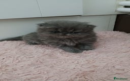Persian cats for sale: Pure Bred Persian Babies GCCF Registered Breeder - Image 5