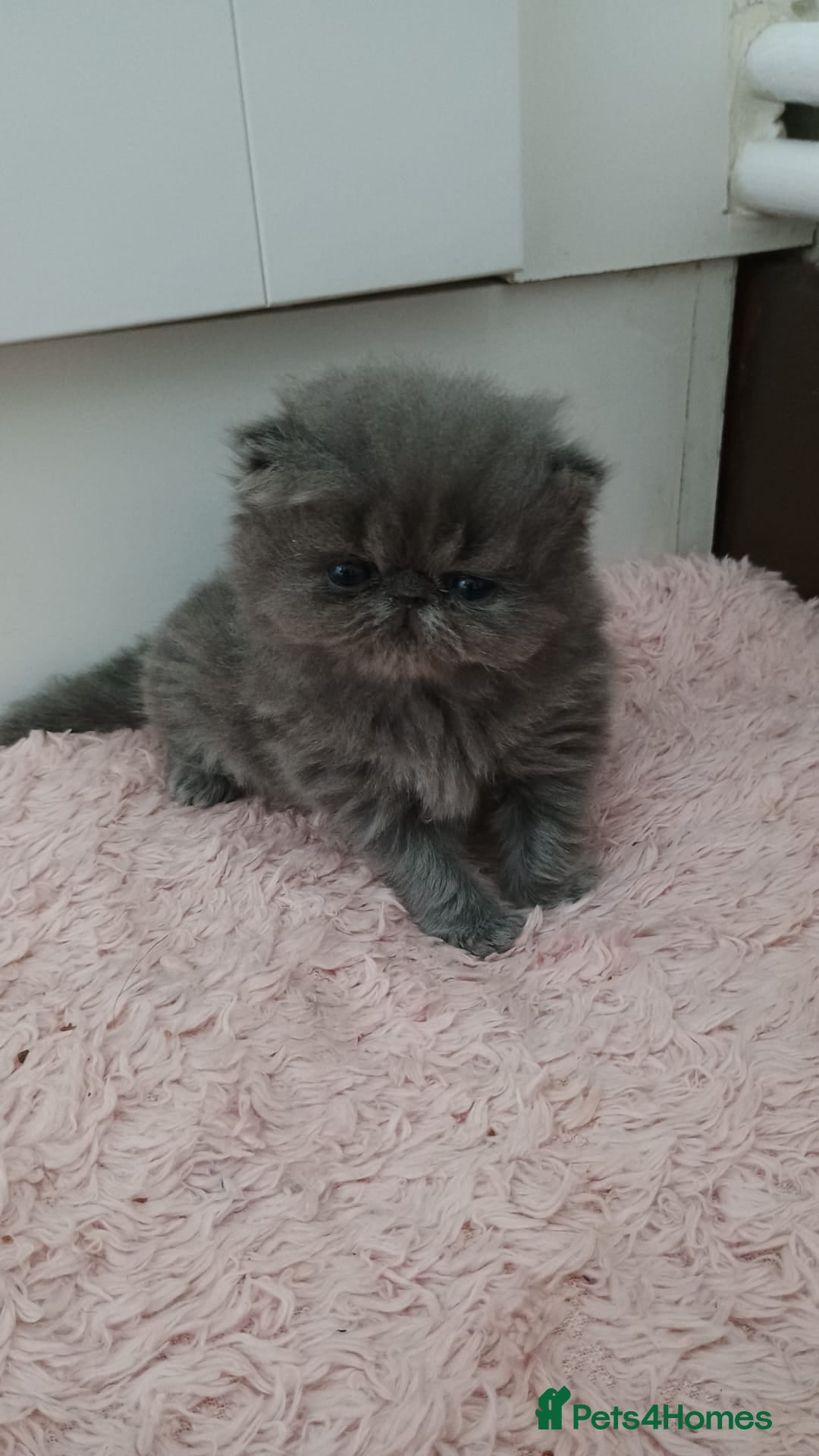 Persian cats for sale: Pure Bred Persian Babies GCCF Registered Breeder - Image 5