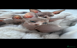 Sphynx cats for sale: canadian sphynx for sale  - Advert 16