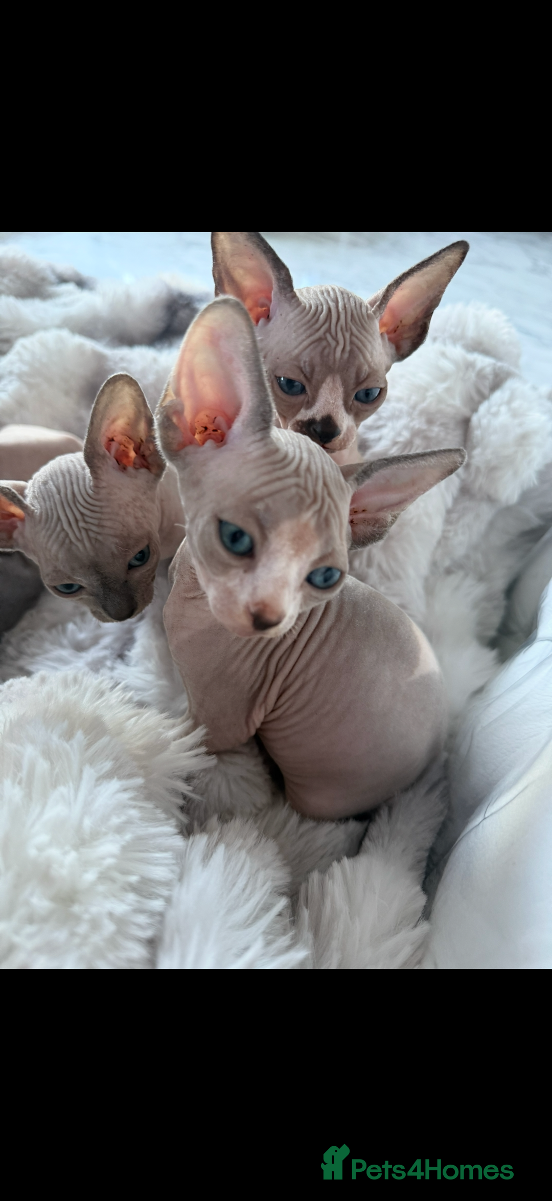 Sphynx cats for sale: canadian sphynx for sale  - Advert 16