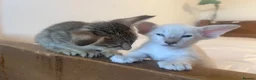 Siamese cats for sale: Siamese kittens - Advert 3