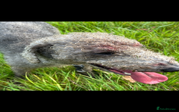 Bedlington Terrier dogs for stud: Bedlington terrier for std in Barnsley - Image 8