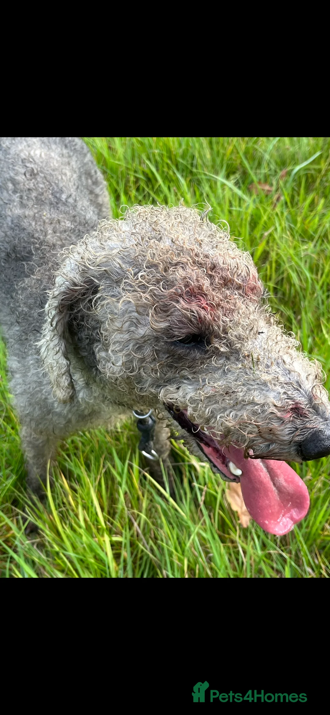 Bedlington Terrier dogs for stud: Bedlington terrier for std in Barnsley - Advert 8