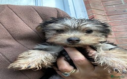 Yorkshire Terrier dogs for sale: Yorkshire terriers 1 boy 3 girls - Image 13