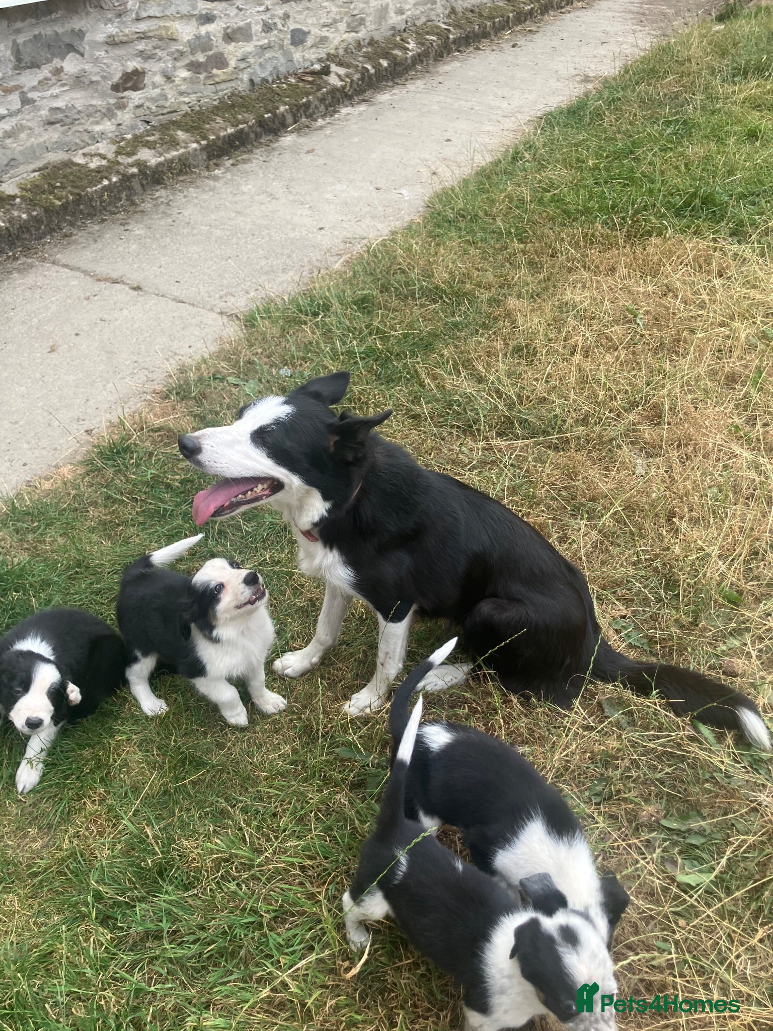 Border Collie dogs 7 well socialised puppies - Advert 17