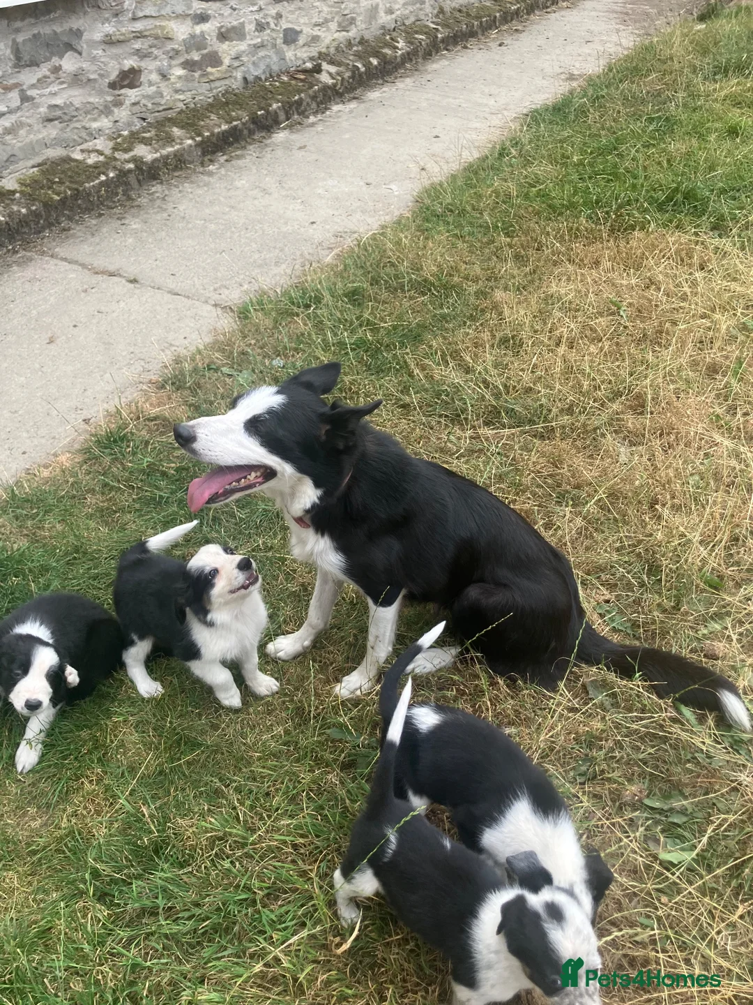Border Collie dogs for sale: 7 well socialised puppies in Knighton - Advert 1