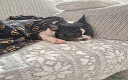 French Bulldog dogs for sale: Male French bulldog  - Advert 2