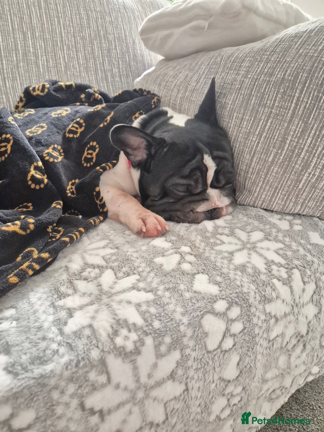 French Bulldog dogs for sale: Male French bulldog  - Advert 2