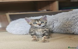 Bengal cats for sale: Bengal kittens. Absolutely beautiful!  - Image 2