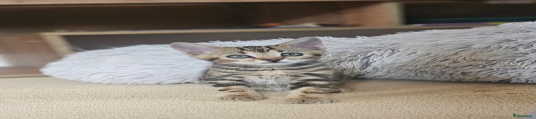 Bengal Kitten 3